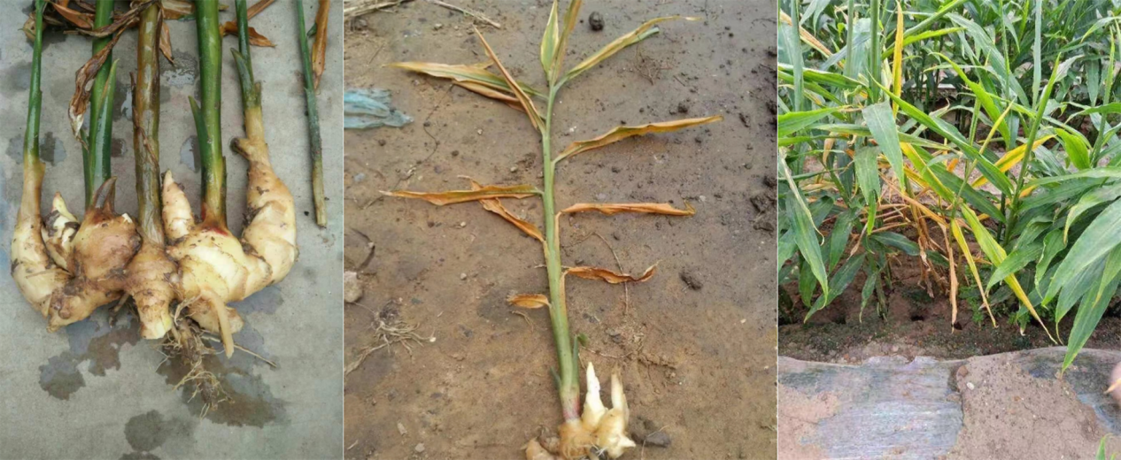 魚蛋白水溶肥如何才能預(yù)防大姜莖基腐