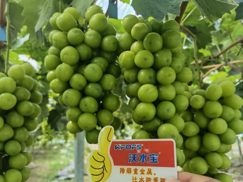 葡萄小苗如何施肥？