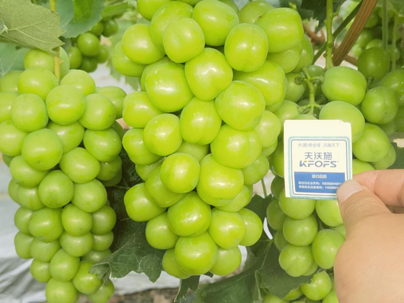種植葡萄技術(shù)，這3點(diǎn)一定要掌握