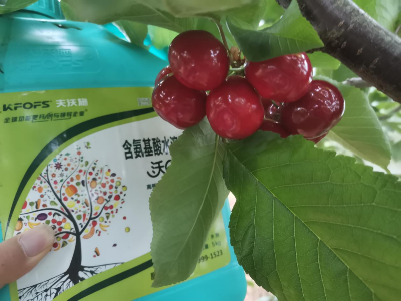 櫻桃樹(shù)春季施肥方法與時(shí)間-櫻桃用沃葉流體肥效果.png