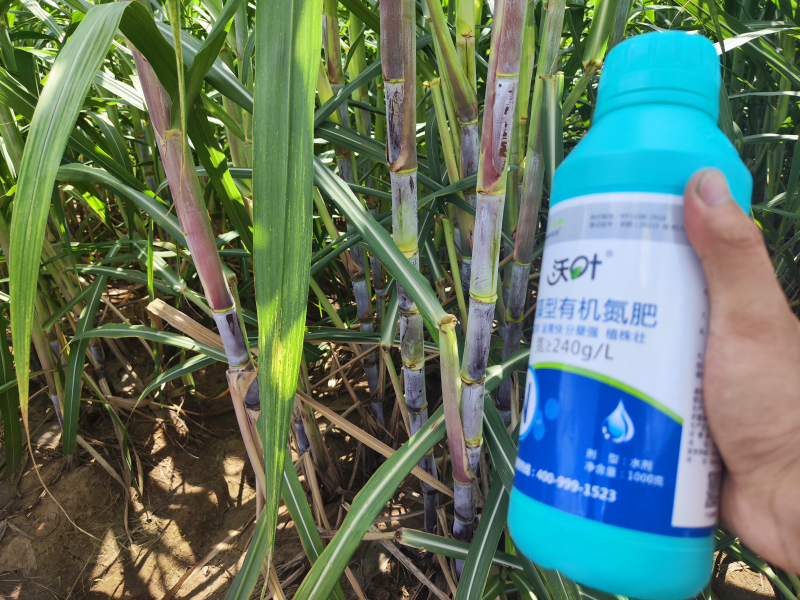 海藻有機(jī)氮肥-沃葉海藻有機(jī)氮肥甘蔗.png