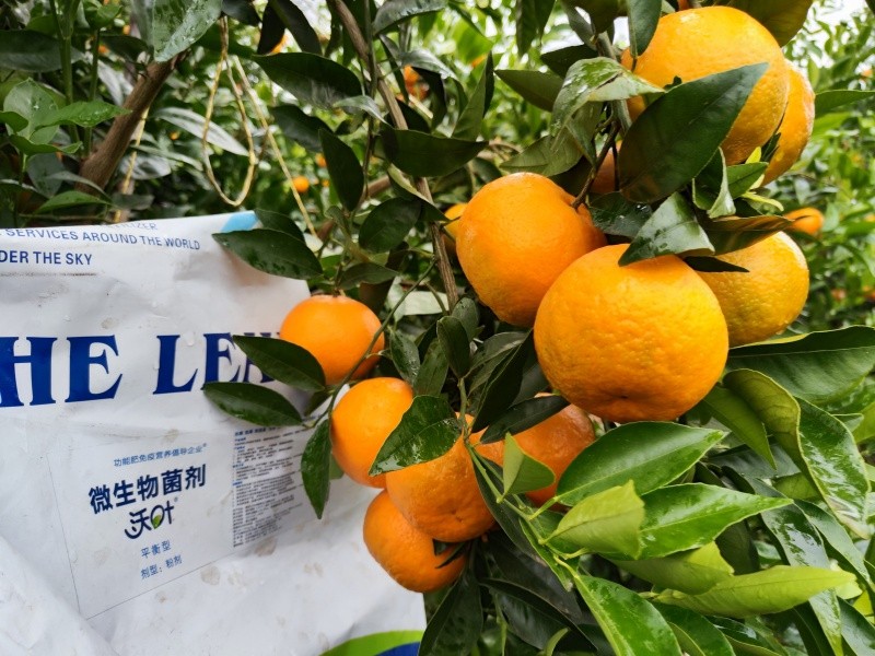 柑橘施肥用什么?有妙招