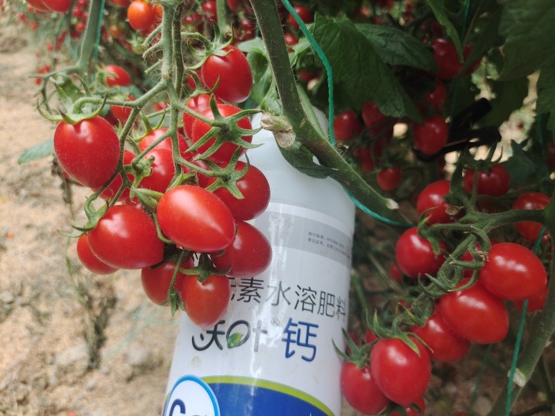 番茄種植-番茄用沃葉鈣肥效果.jpg
