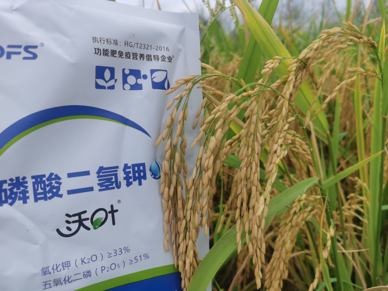 水稻施肥時(shí)間與施肥技術(shù)-水稻效果1.png