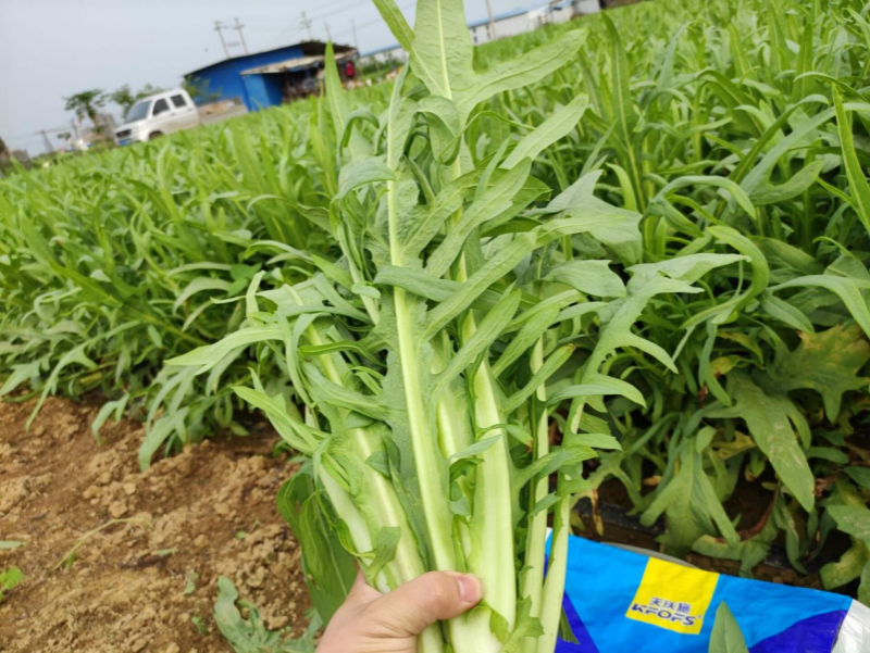 水溶肥全程管理葉菜品質(zhì)好、產(chǎn)量高