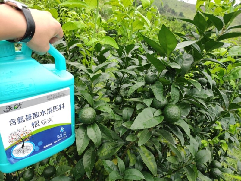 生根劑-柑橘用沃葉根樂夫掛果多.jpg