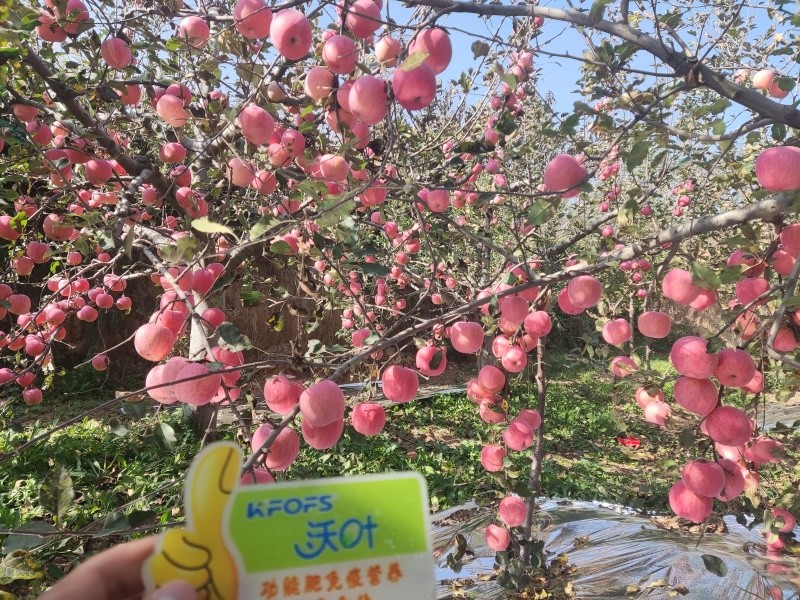 葉面肥—蘋果用沃葉水溶肥效果.jpg