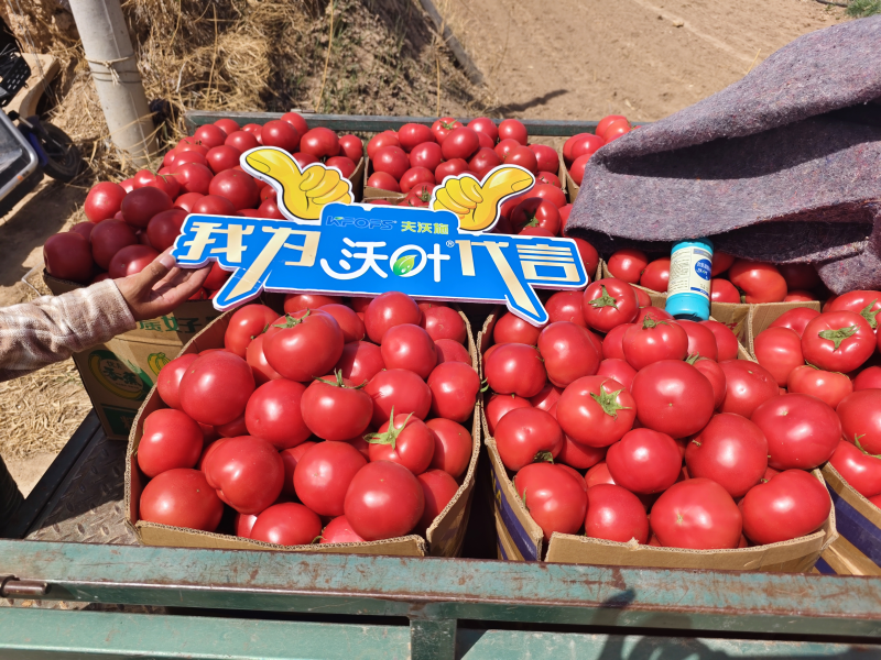 西紅柿施肥用什么肥料好？