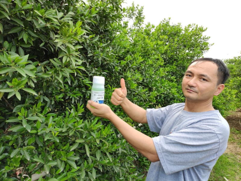 柑橘用什么肥料好？