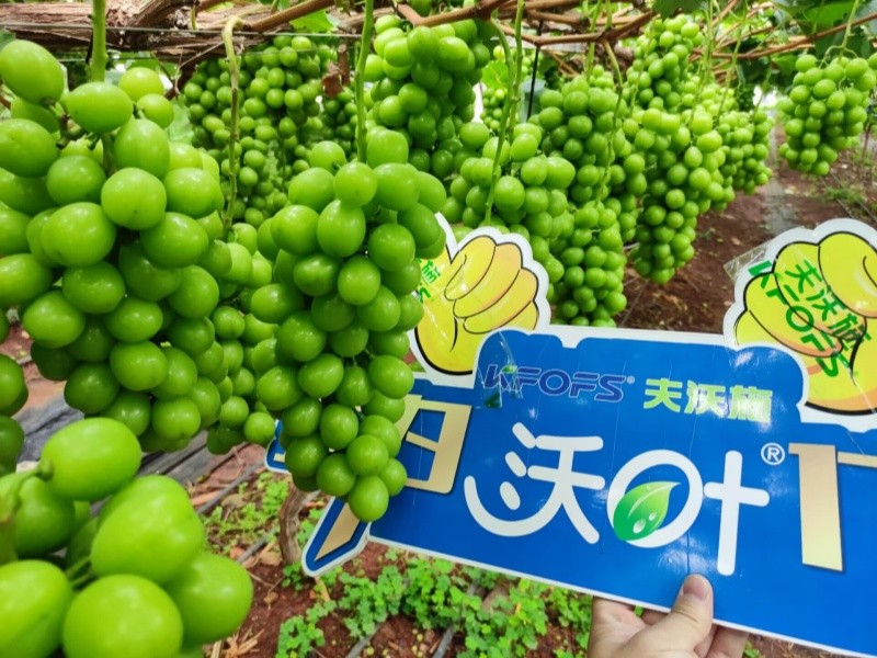 水溶肥選對了，葡萄種植不用愁