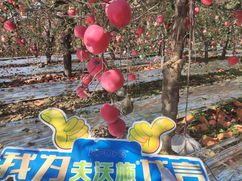 葉面肥你會(huì)用嗎？