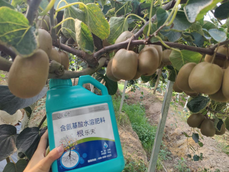 如何施肥讓果實快速膨大—獼猴桃用沃葉根樂夫效果.png