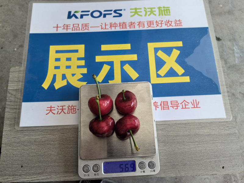有機水溶肥是什么肥料-夫沃施大櫻桃1.png