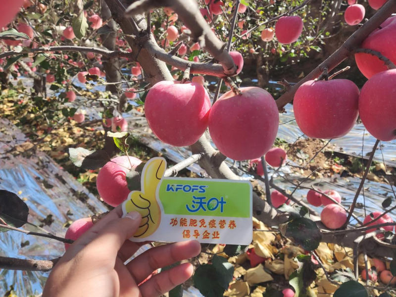 蘋(píng)果施肥指導(dǎo)方案—沃葉水溶肥效果.png