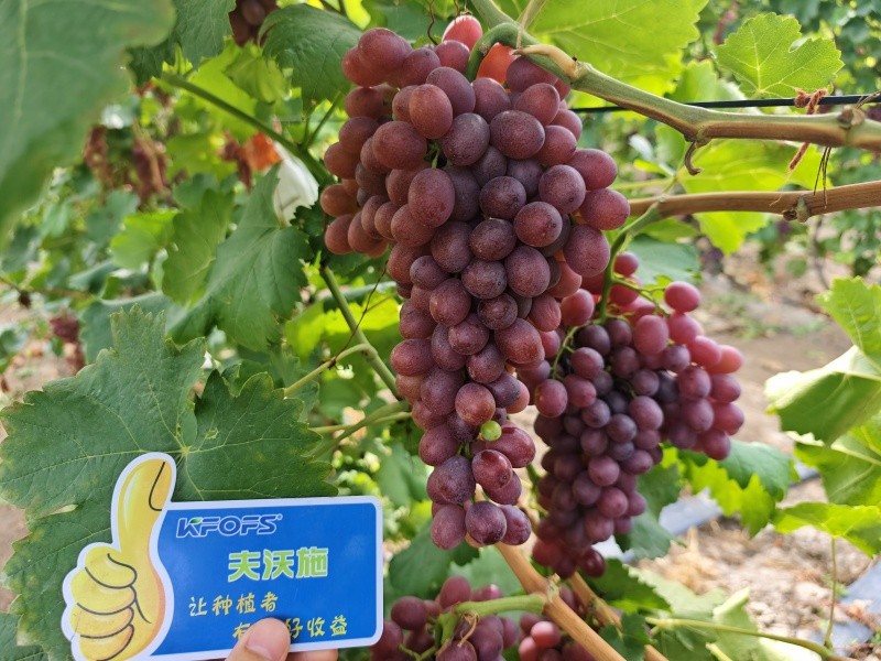 微生物菌劑的作用，你知道嗎？