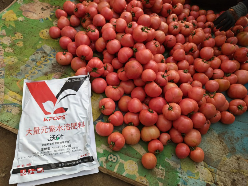 進(jìn)口水溶肥-西紅柿用沃葉水溶肥.png