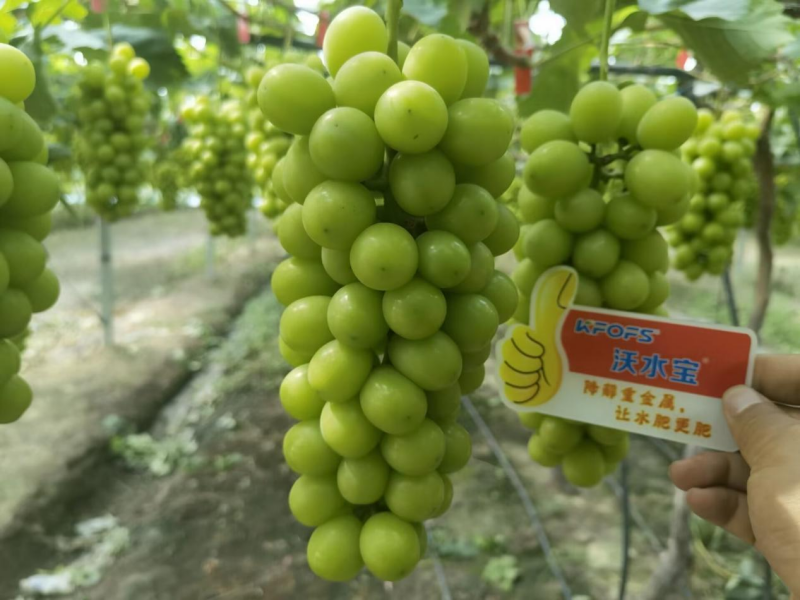 果樹(shù)秋施基肥-陽(yáng)光玫瑰用沃水寶效果.png