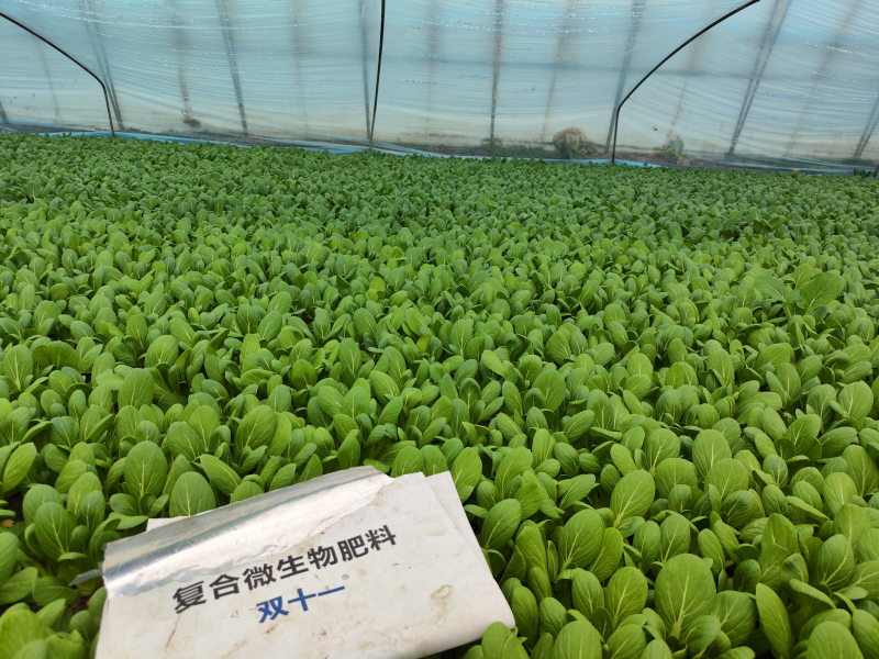 微生物肥料的特點有哪些?