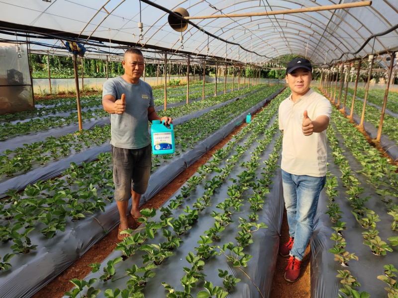 草莓施肥用什么肥料好？