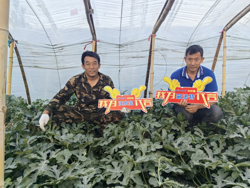 微生物菌劑的作用與功效，一起剖析