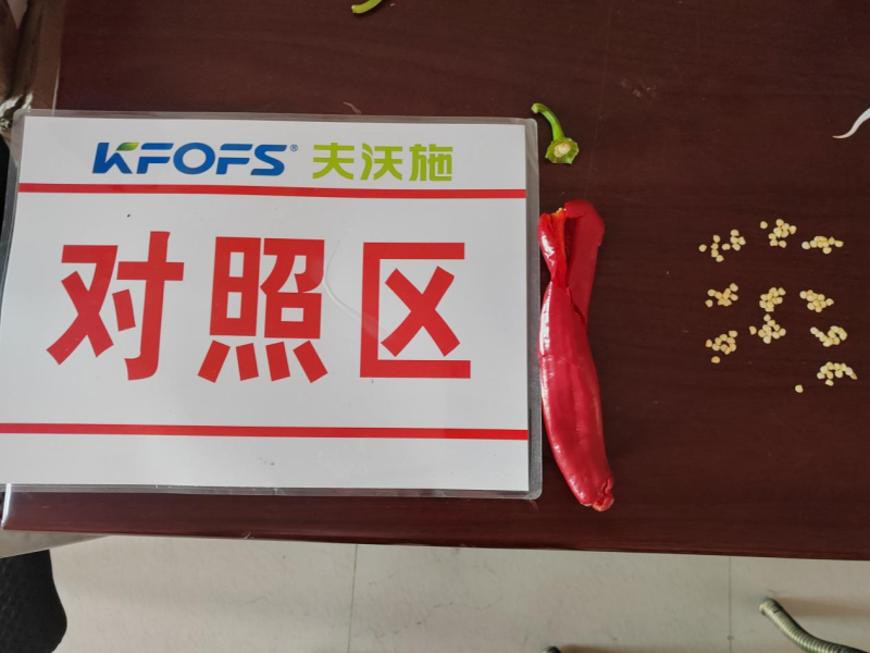 解藥害的方法-安法戈辣椒未使用對照區(qū)1.png
