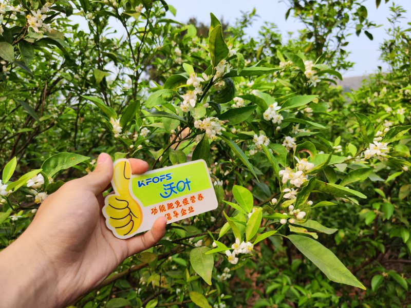 柑橘開花期需要施什么肥？