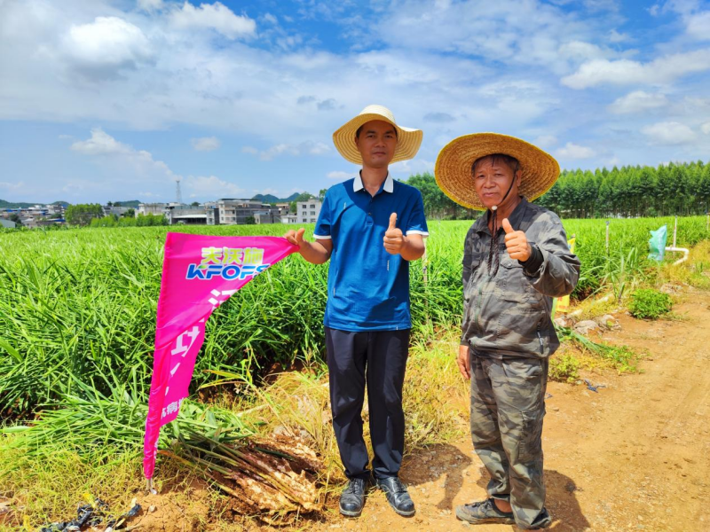 魚蛋白水溶肥-廣西大姜用戶見證.png