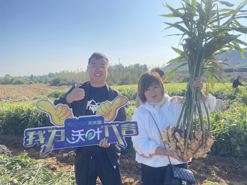 魚蛋白水溶肥-河北大姜用戶見證.png