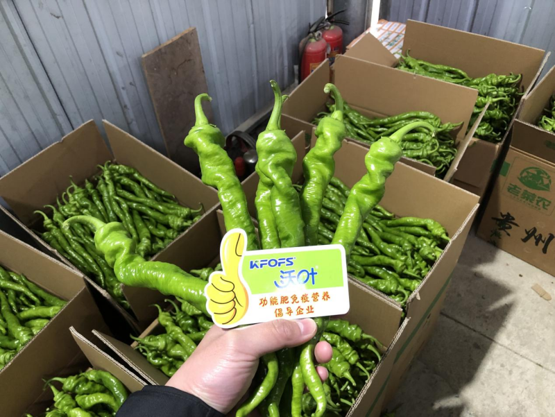 種辣椒用什么肥料比較好？