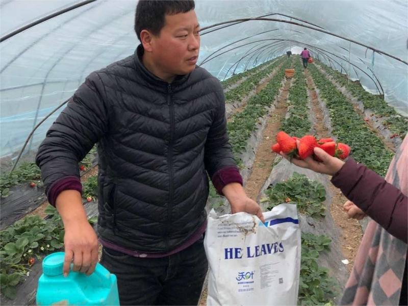 草莓上什么肥料結(jié)的好？