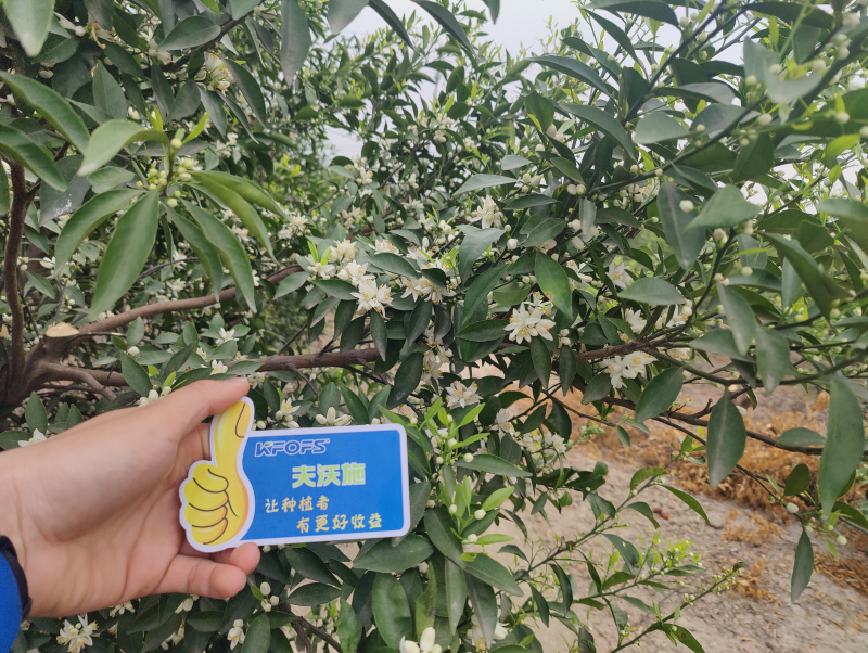 保花保果葉面肥-新會柑效果.png