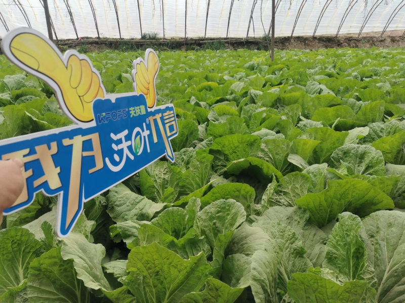 微生物菌劑-白菜用沃葉效果.png