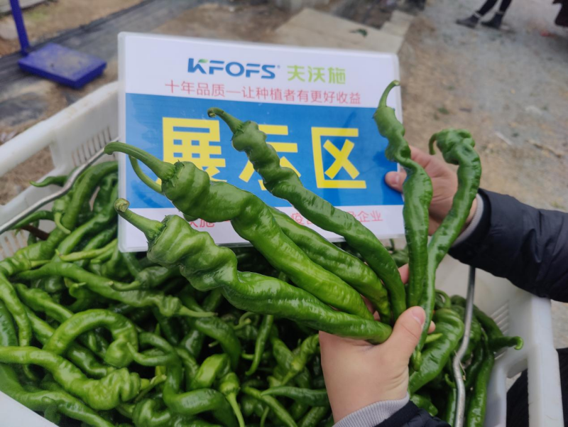 辣椒用什么肥料-沃葉螺絲椒.png