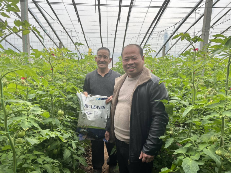 西紅柿怎么施肥-沃葉用戶見(jiàn)證.png