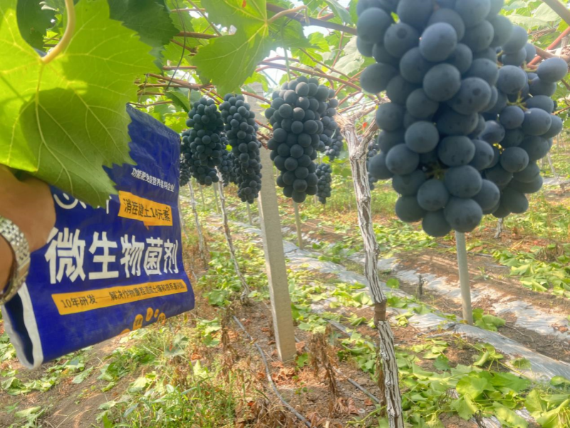 微生物菌劑：如何調(diào)理鹽堿地，保住苗