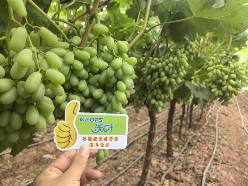 葡萄樹施什么肥？