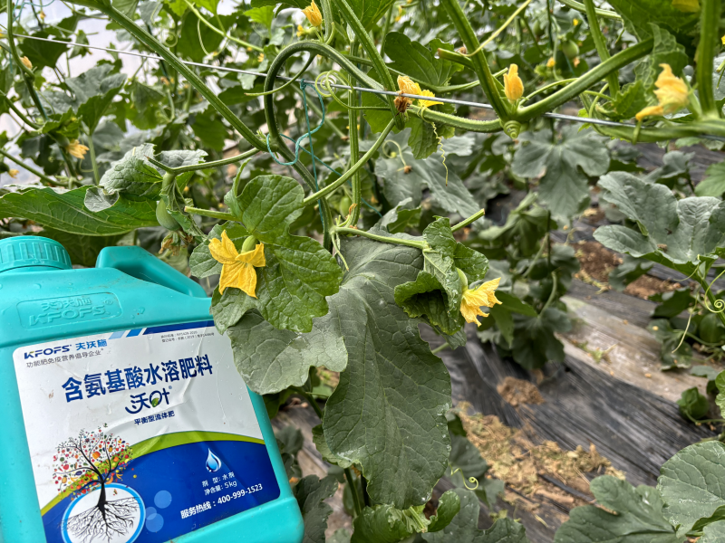 甜瓜施什么肥料最好-甜瓜用沃葉水溶肥效果、.png
