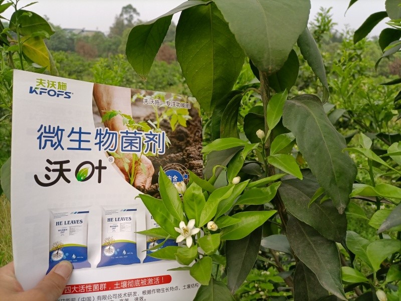 柑橘施肥用什么？60秒全掌握