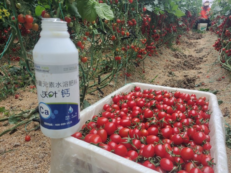 鈣肥-圣女果用沃葉鈣肥效果.jpg