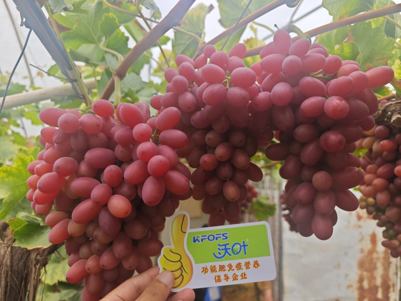 葡萄采收后施什么肥好— 紅提用沃葉水溶肥效果.png