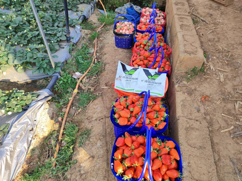 草莓施肥用什么肥料好？